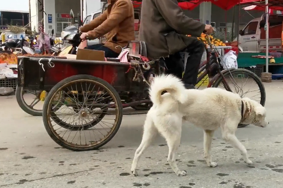 家有推手犬,三轮车奇遇记 家有推手犬,三轮车奇遇记