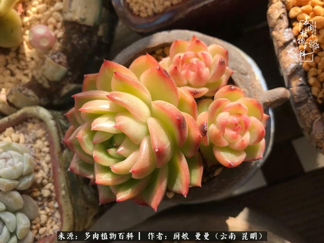 365里合唱,用歌声连接每一天的温暖 365里合唱,用歌声连接每一天的温暖