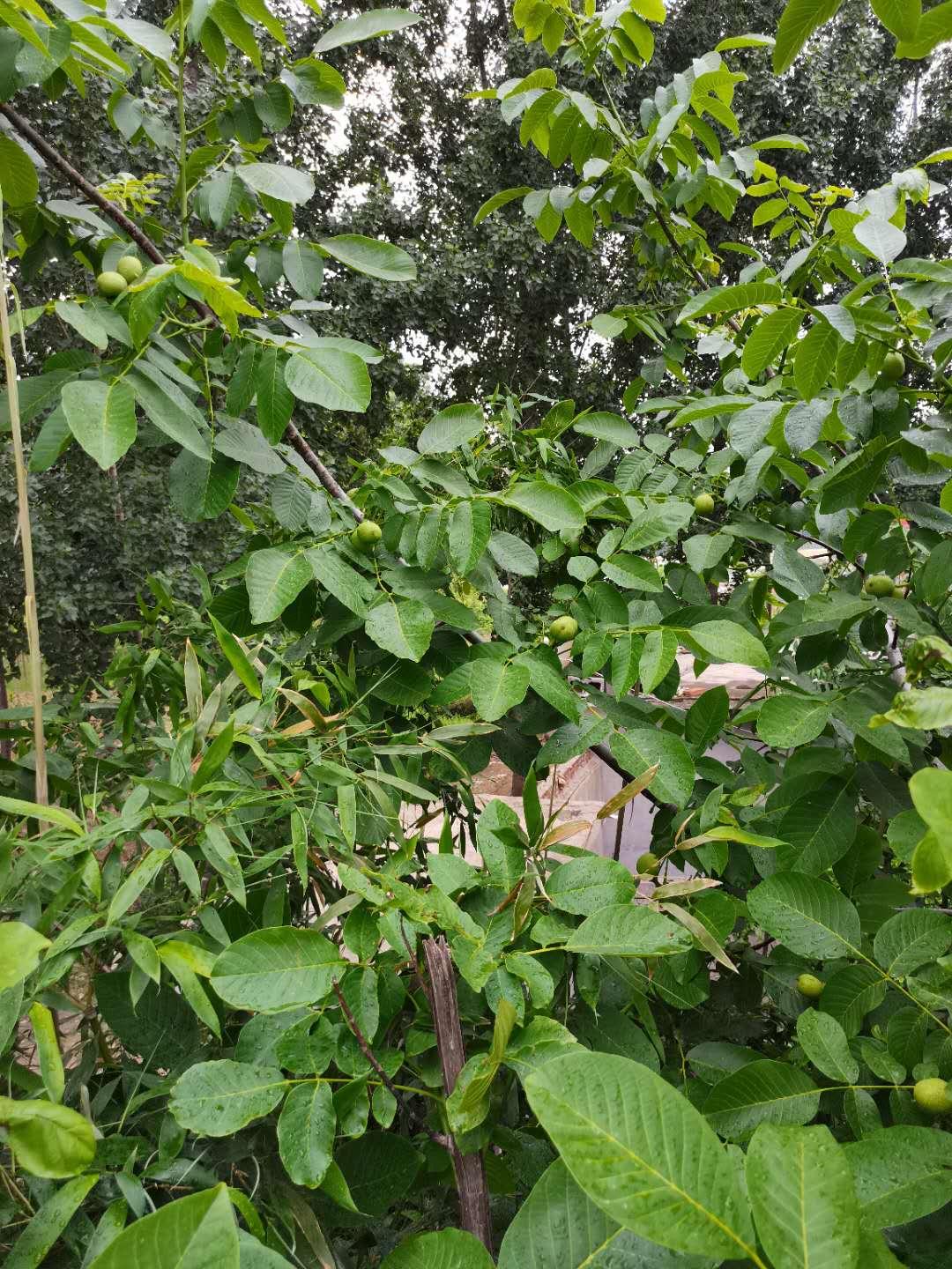 农村365拉面视频,一碗拉面,一段乡愁 农村365拉面视频,一碗拉面,一段乡愁
