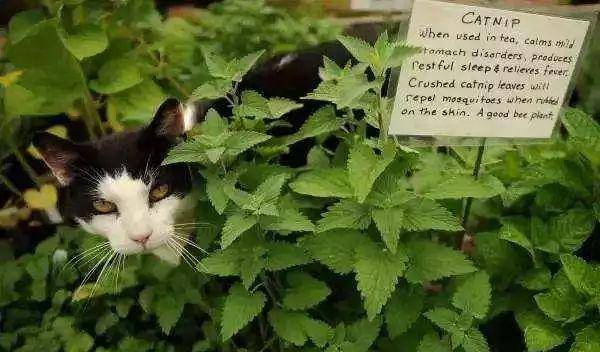 博主热熔拼豆致小猫中毒离世,一次意外的教训与反思 博主热熔拼豆致小猫中毒离世,一次意外的教训与反思