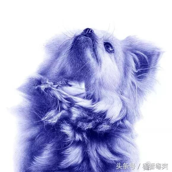 八哥365手绘短视频，用一支笔画出日子的温度